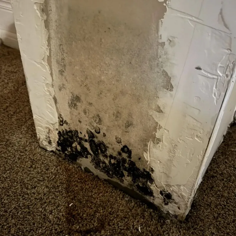 Professional Mold Removal in Chalmette, LA